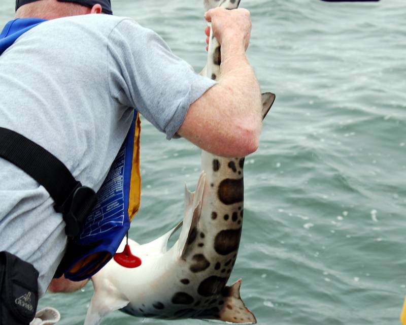 Leopard Shark in San Francisco Bay