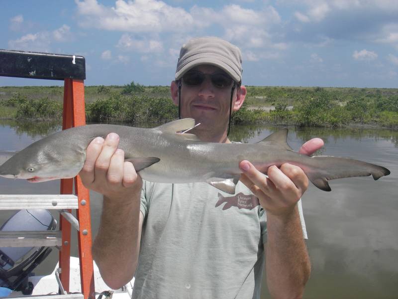 Lemon Shark in Saint Bernard Parish