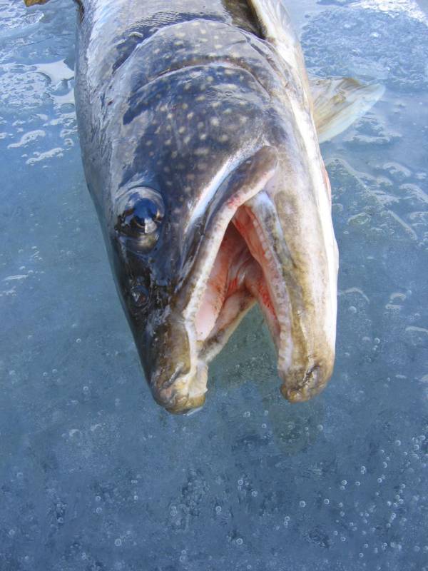 Lake trout in Maine