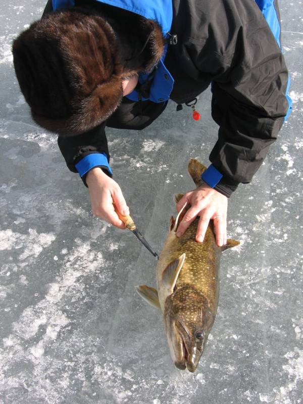 Lake trout in Maine