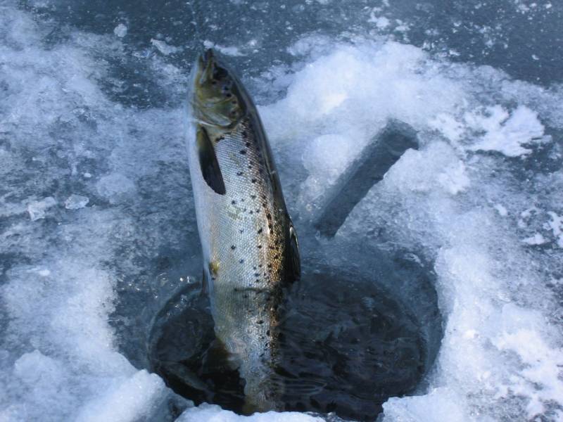 Atlantic salmon in Maine