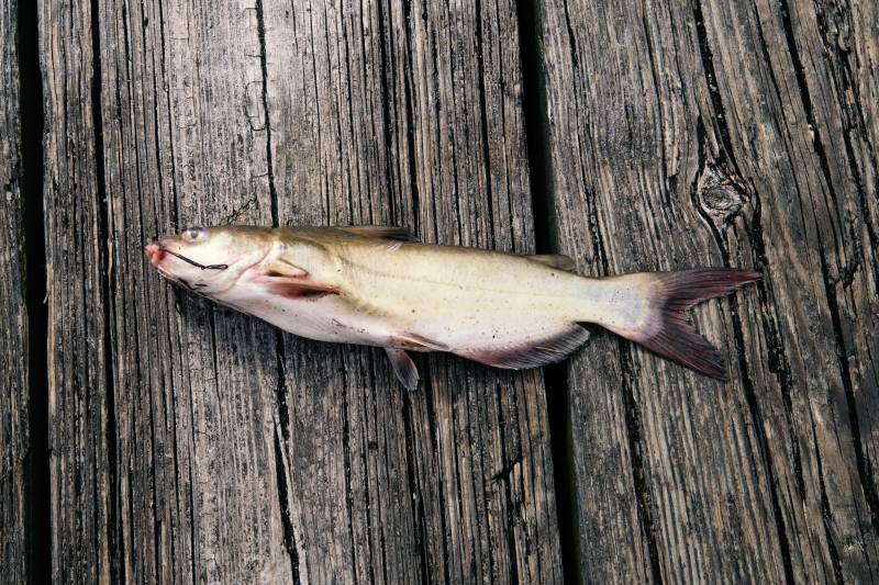 Channel catfish in Maryland
