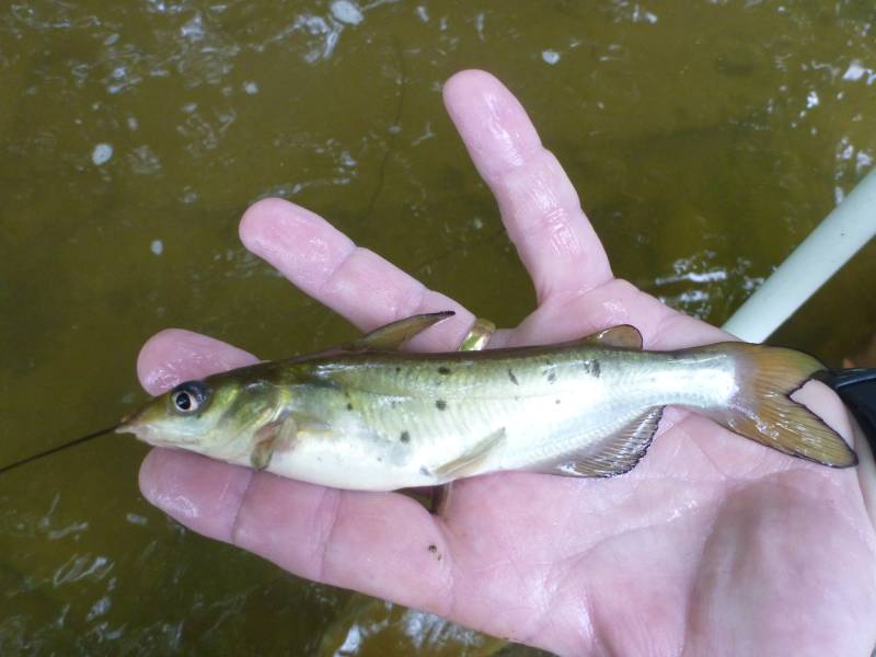 Channel catfish in Hallam