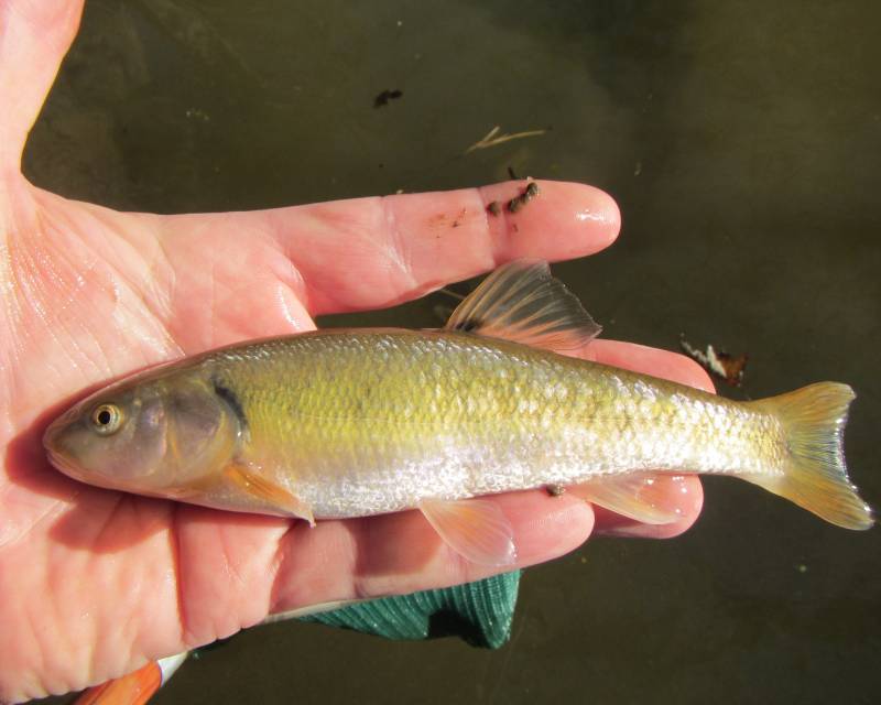 Chub in Carroll Valley