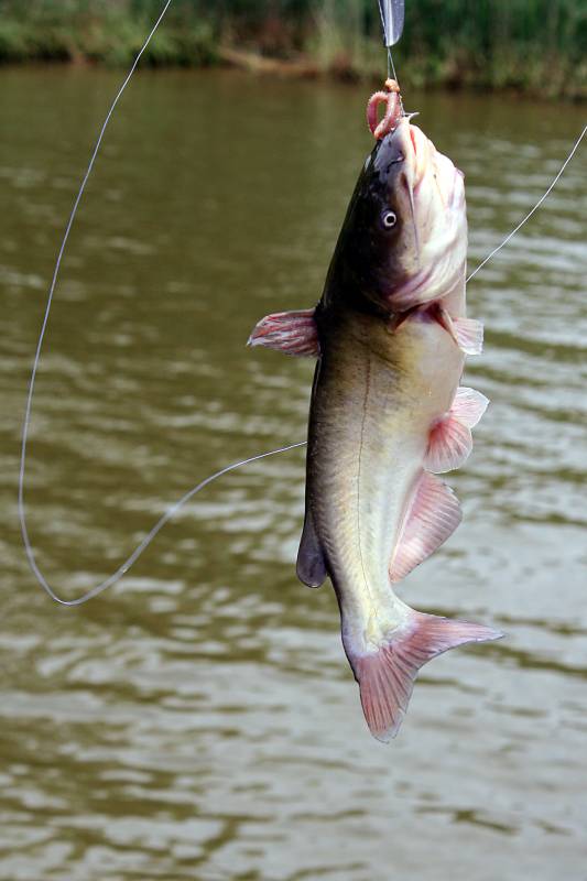 Channel catfish in Bethel