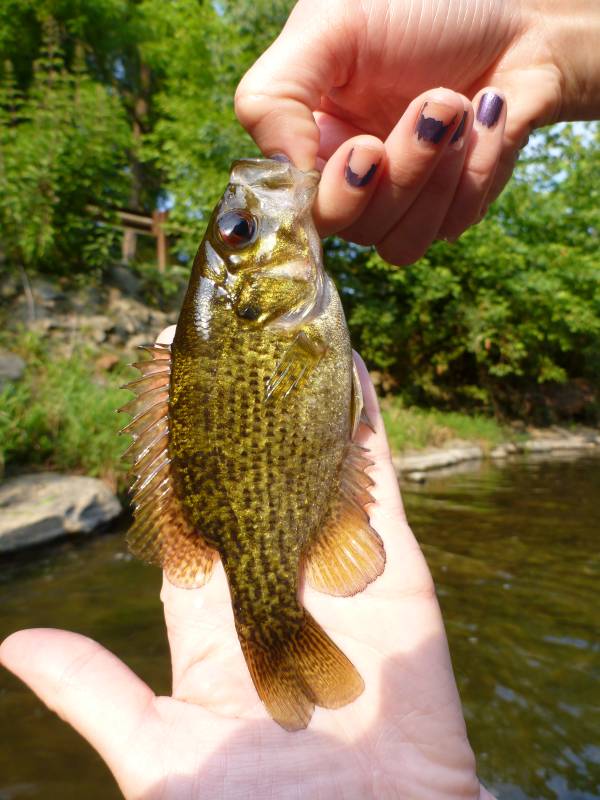 Rock bass in West Grove