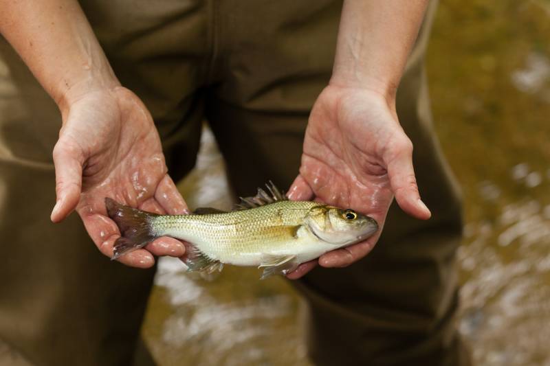 White perch in Gaithersburg