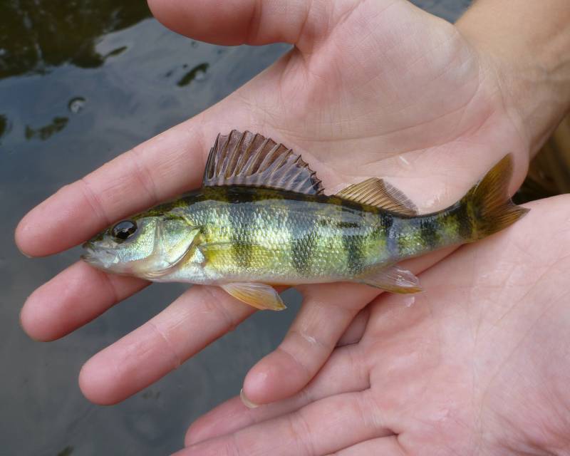 Yellow perch in Hallam