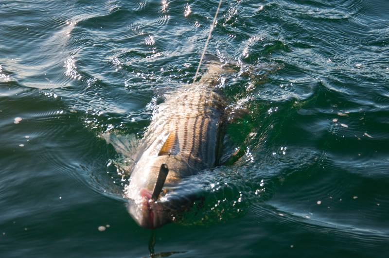 Striped bass in United States