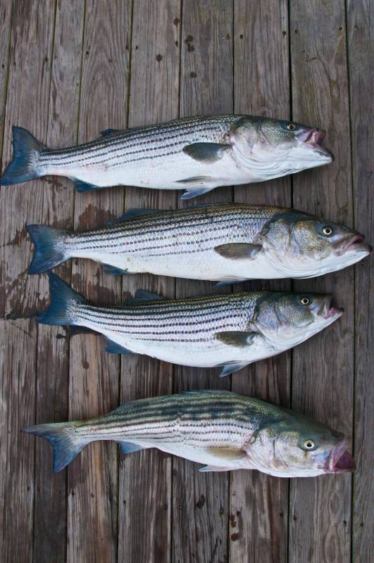 Striped bass in United States