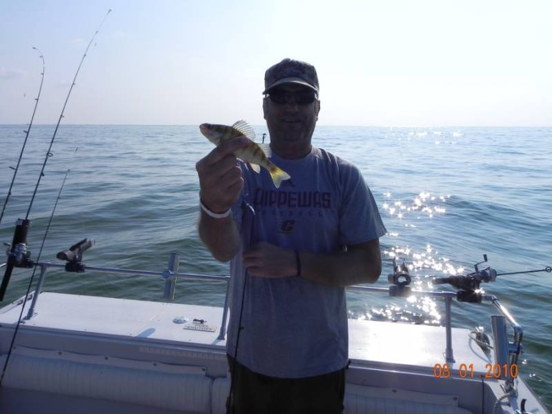 Yellow perch in Milan