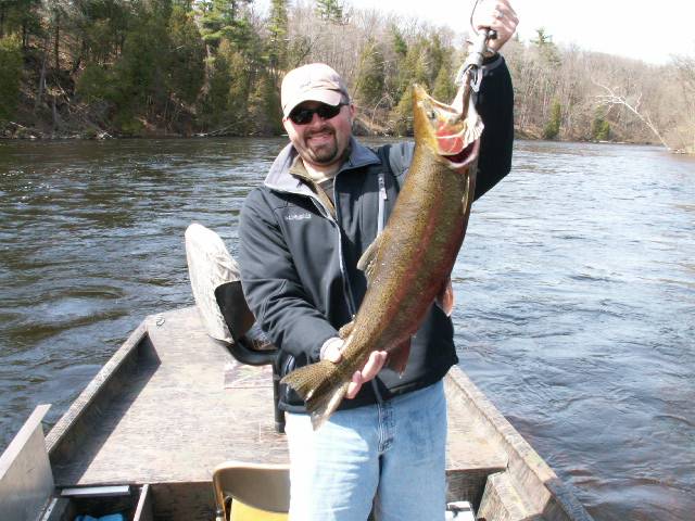Steelhead in Sheridan
