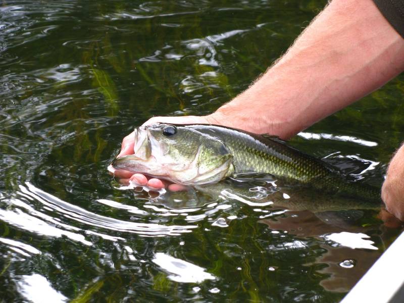 Largemouth bass in Springfield