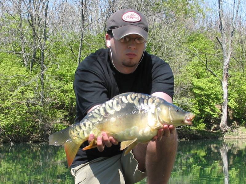 Mirror carp in Springboro