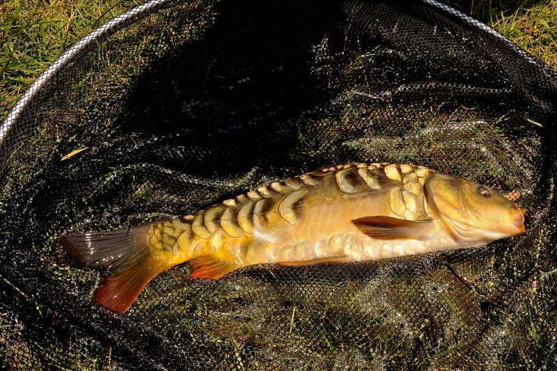 Mirror carp in Alaska