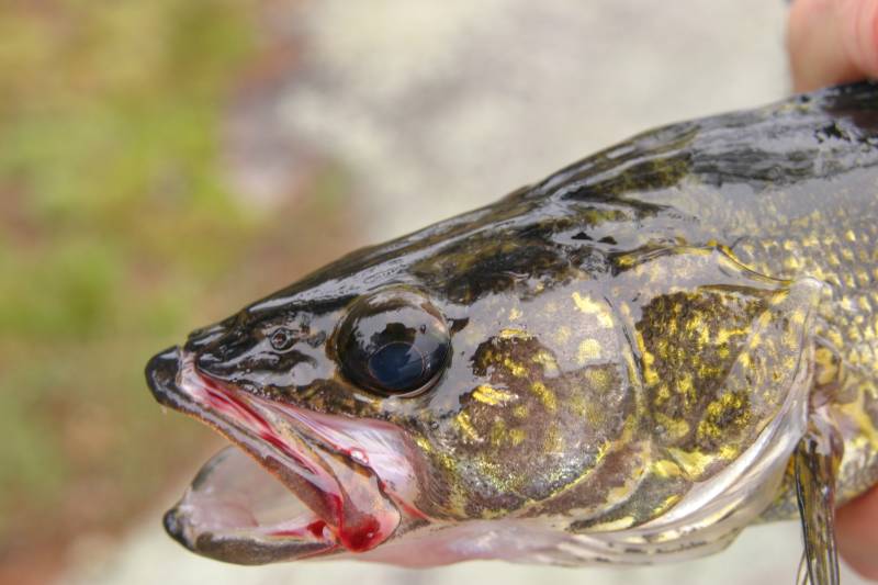 Walleye in Ely