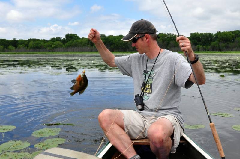 Bluegill in Burnsville