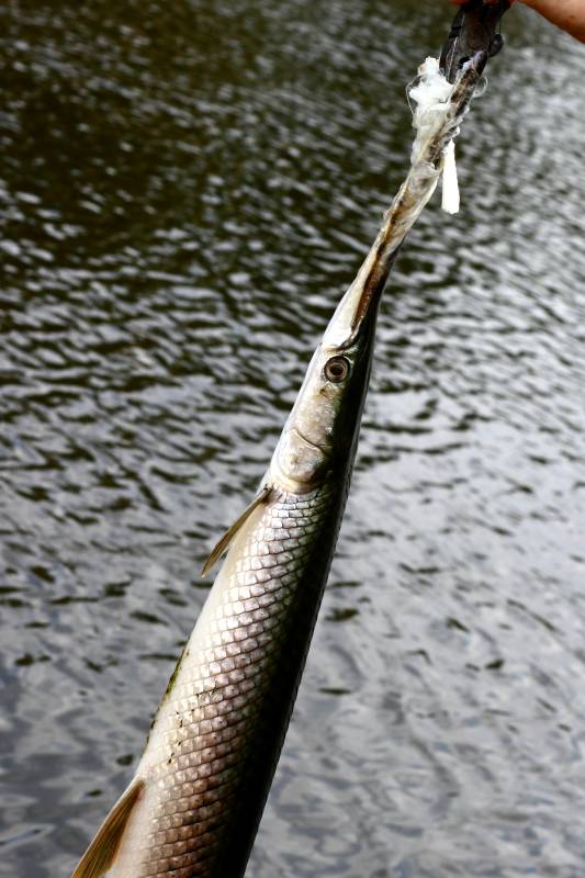 Longnose gar in Mississippi