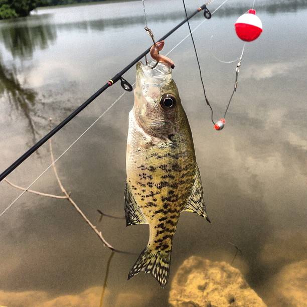 Black crappie in Ferguson