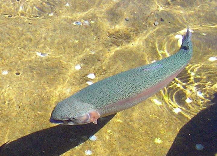 Rainbow trout in Great Falls