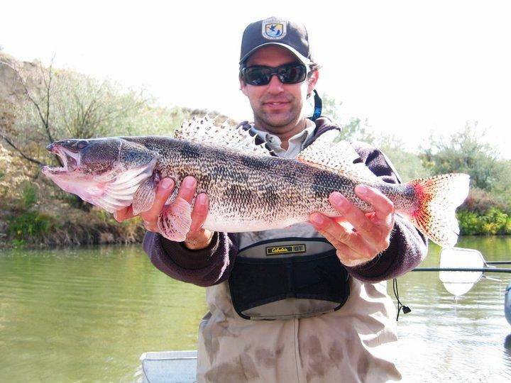Sauger in Riverton