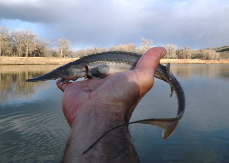 Sturgeon in Fort Peck Lake