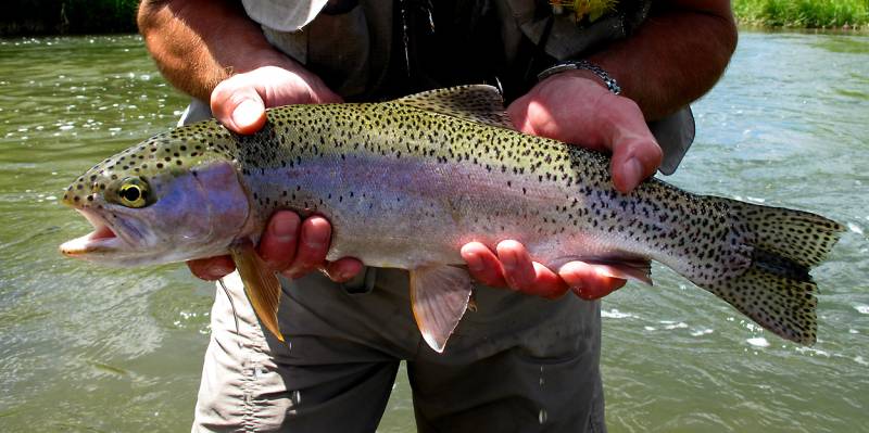 Rainbow trout in Dillon