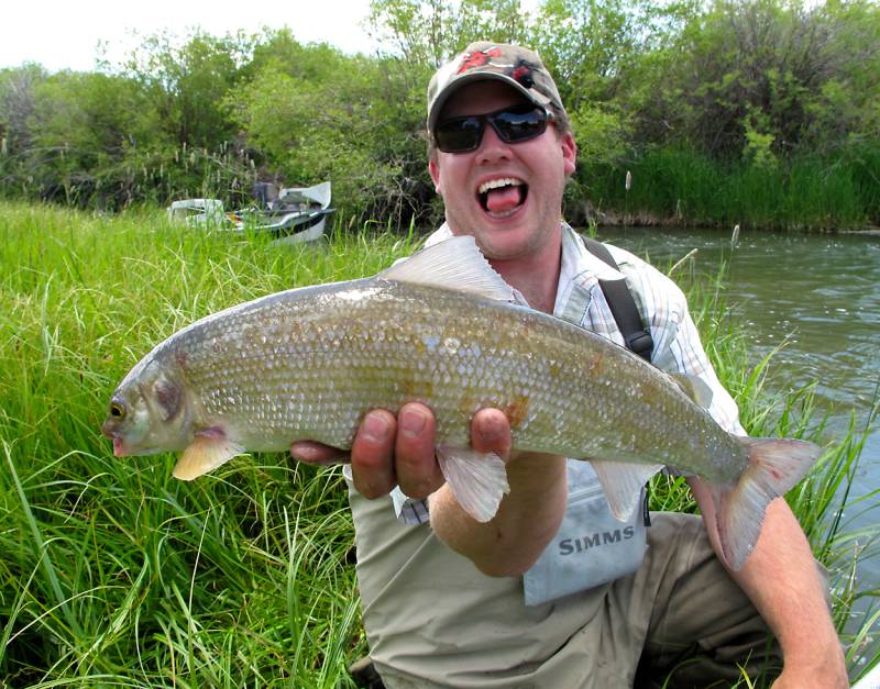 Mountain whitefish in United States