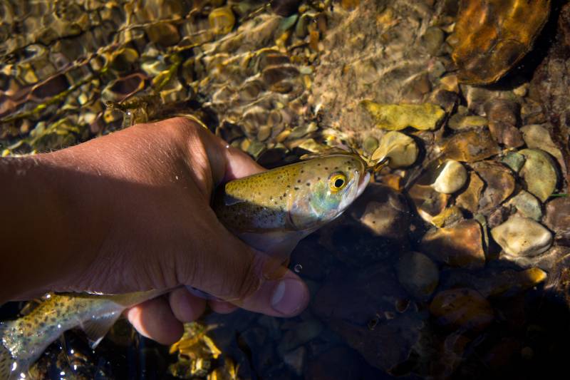 Rainbow trout in Kalispell
