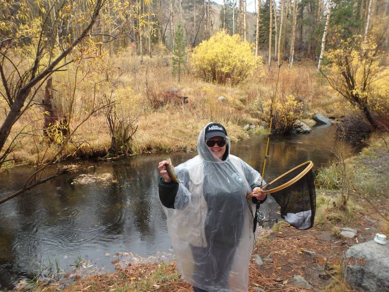Brown trout in California