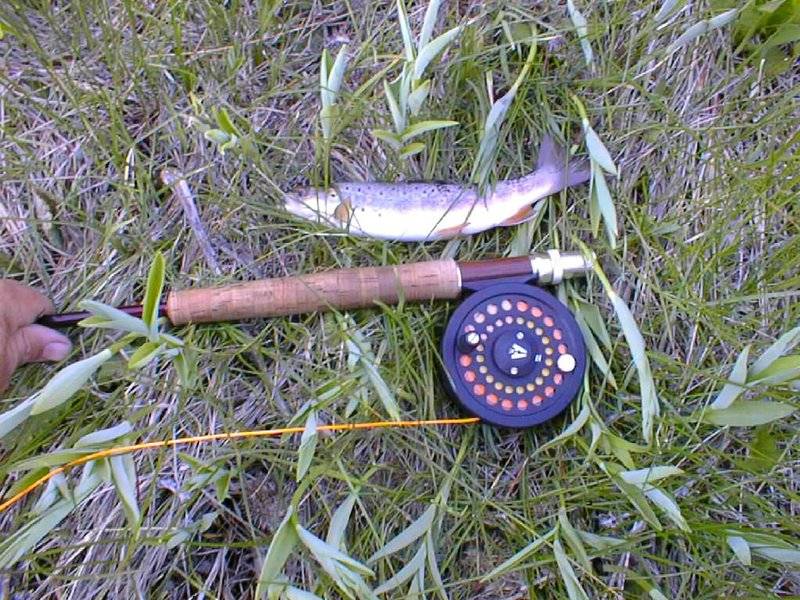Brown trout in Lander County