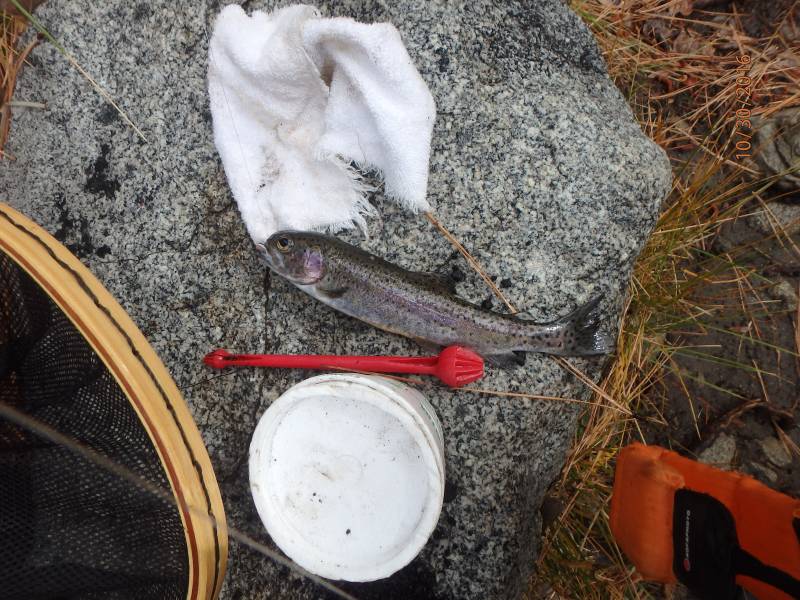 Rainbow trout in California
