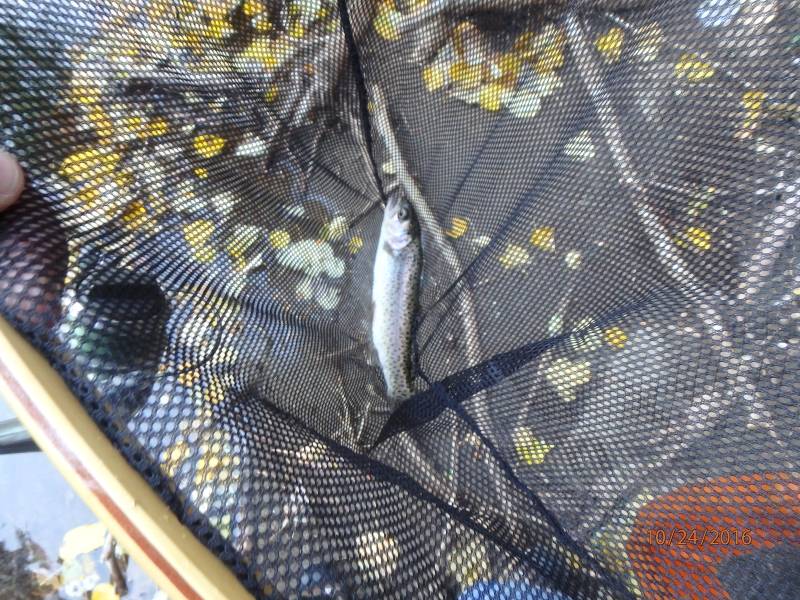 Rainbow trout in California