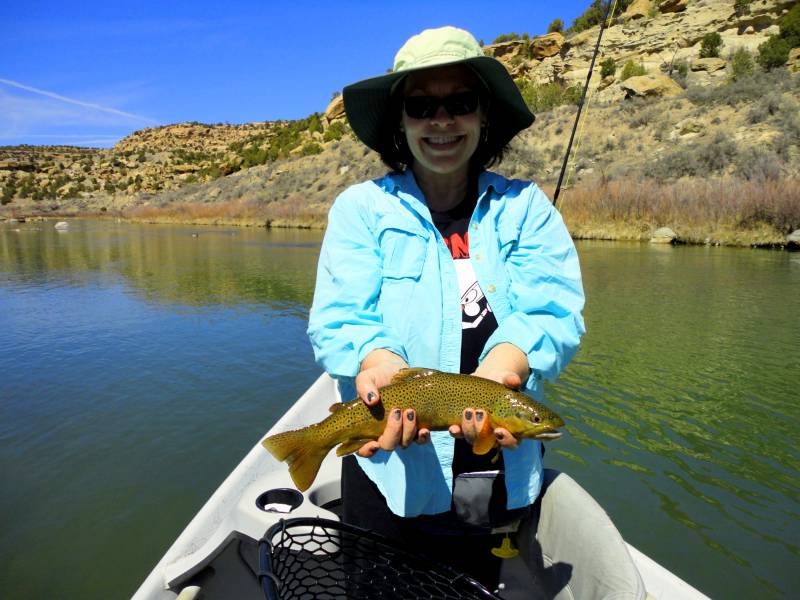 Brown trout in New Mexico