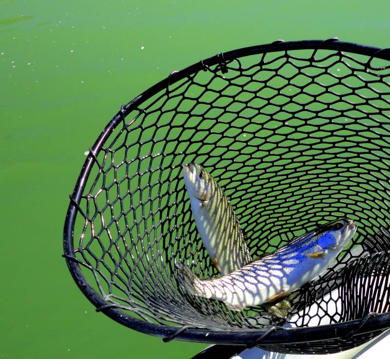 Rainbow trout in New Mexico