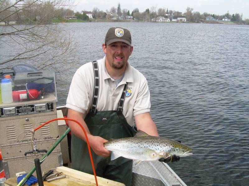 Atlantic salmon in Village of Dannemora