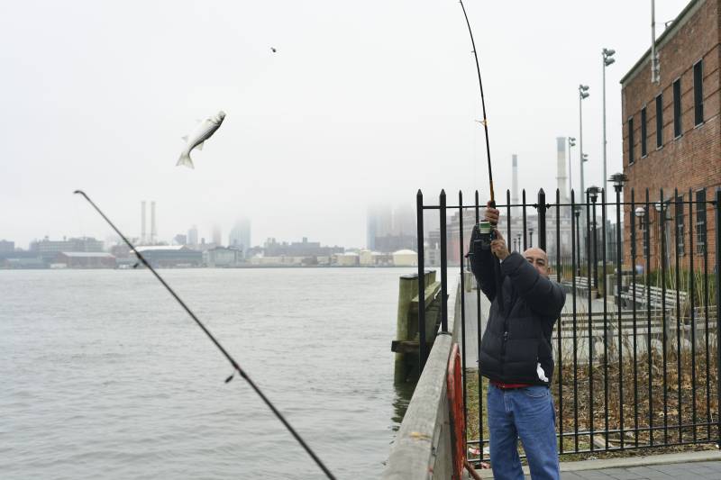 Striped bass in Kearny