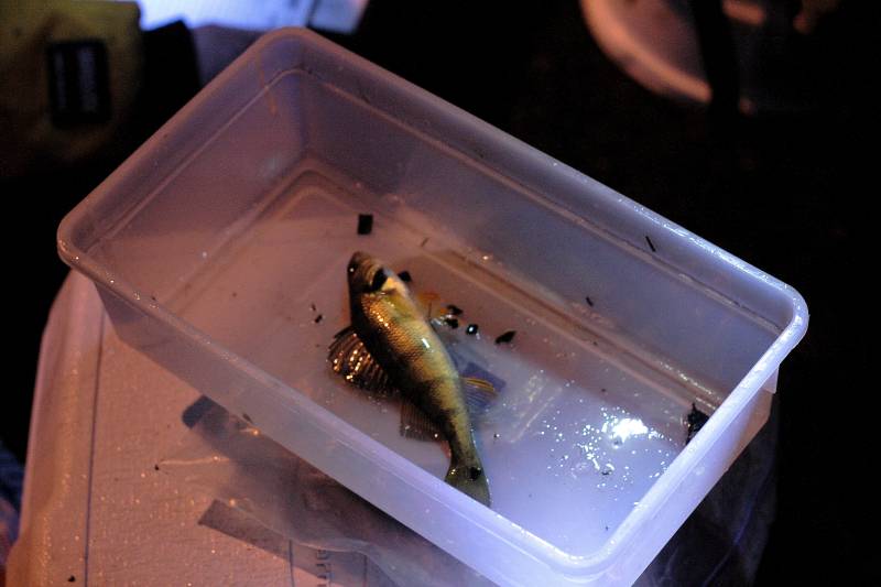 Yellow perch in Kearny
