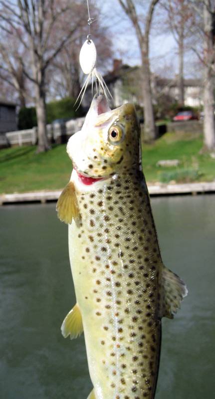 Brown trout in Clyde