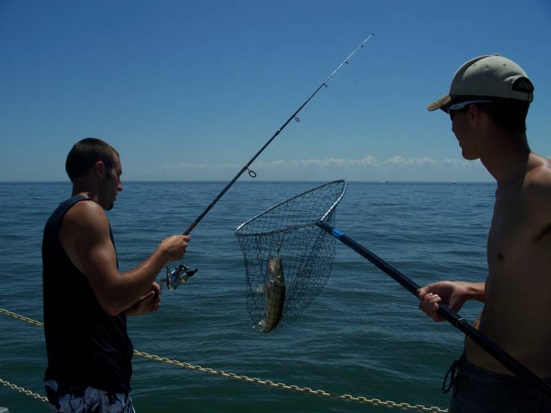 Walleye in Bellevue