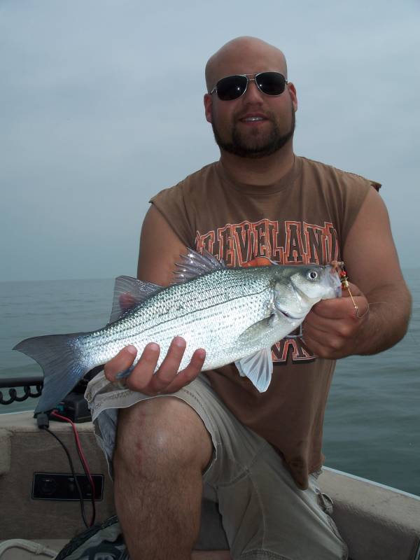 White bass in Bellevue