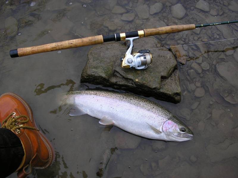 Steelhead in Rocky River
