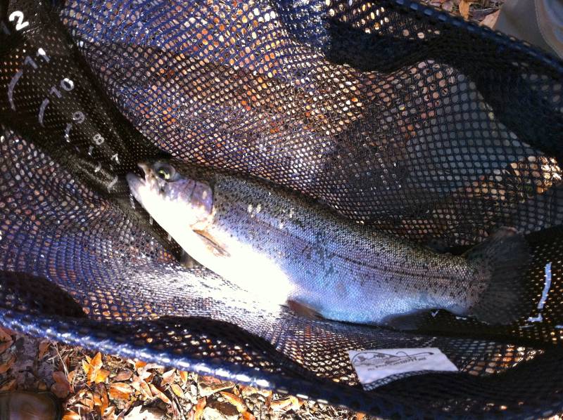 Rainbow trout in Hatfield