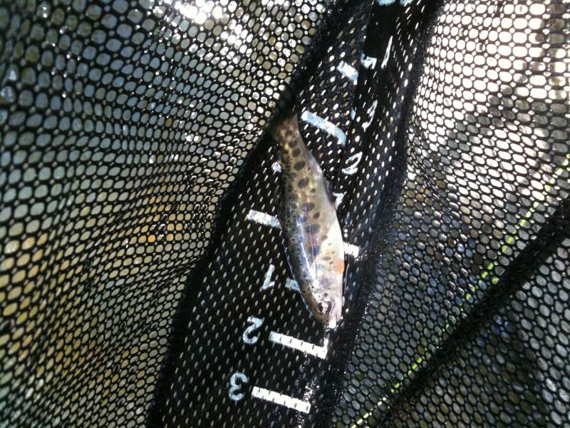 Rainbow trout in Hatfield