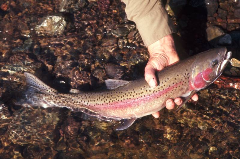 Steelhead in Troutdale
