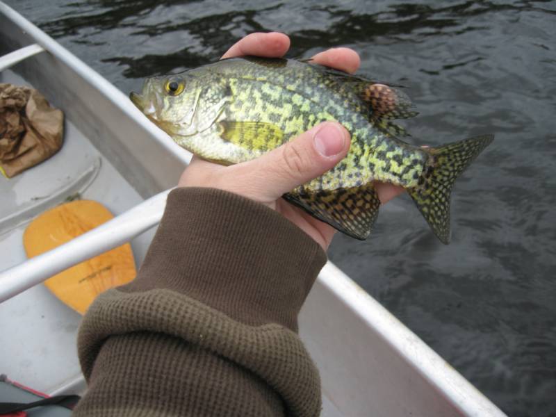 Black crappie in United States