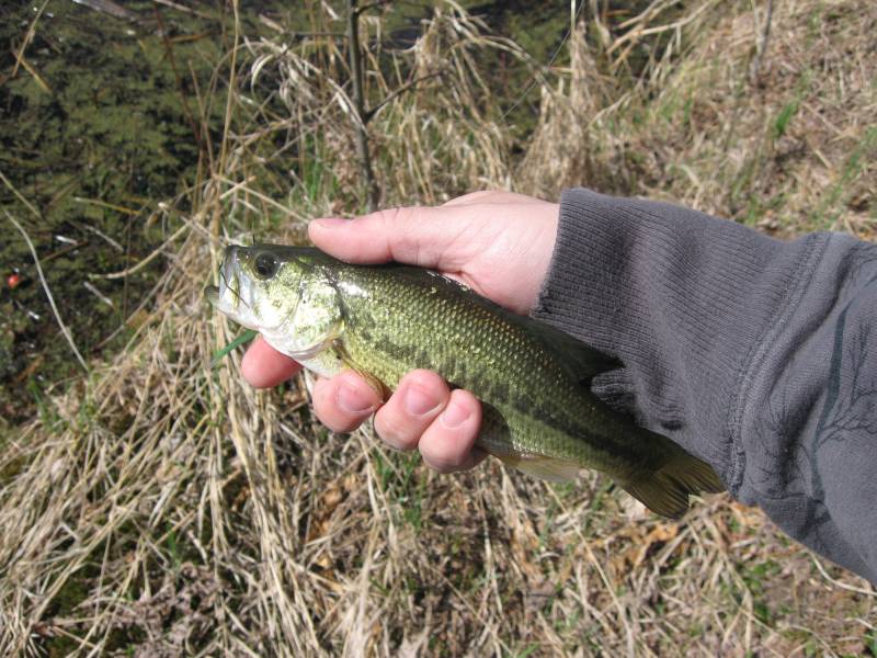 Largemouth bass in Oneida County