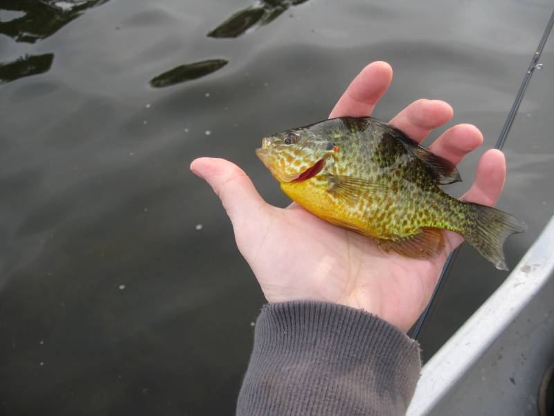 Pumpkinseed sunfish in United States