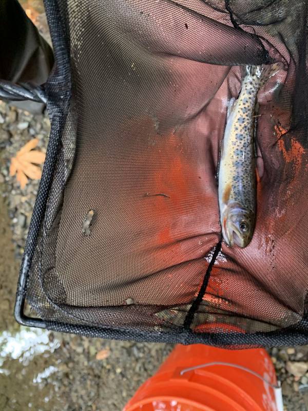 Cutthroat trout in Edison