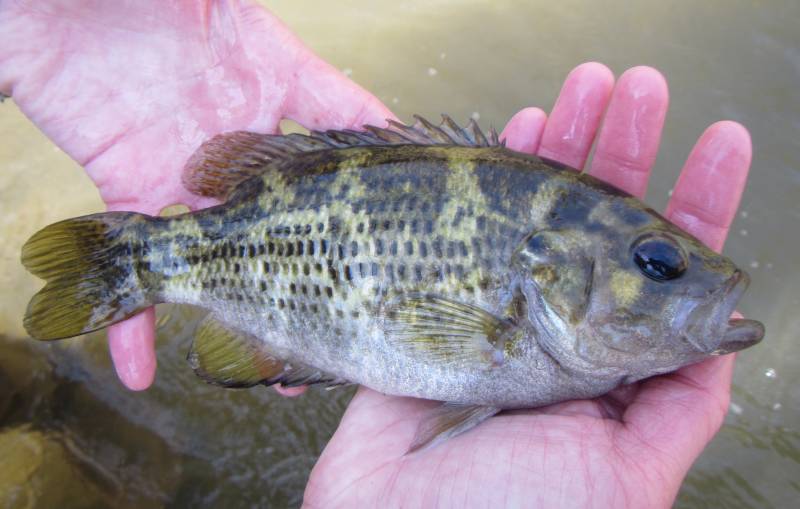 Rock bass in Frederick